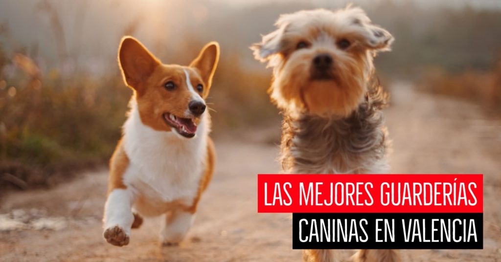 Las mejores guarderías caninas en Valencia