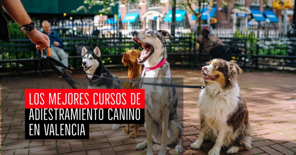 Los mejores cursos de adiestramiento canino en Valencia