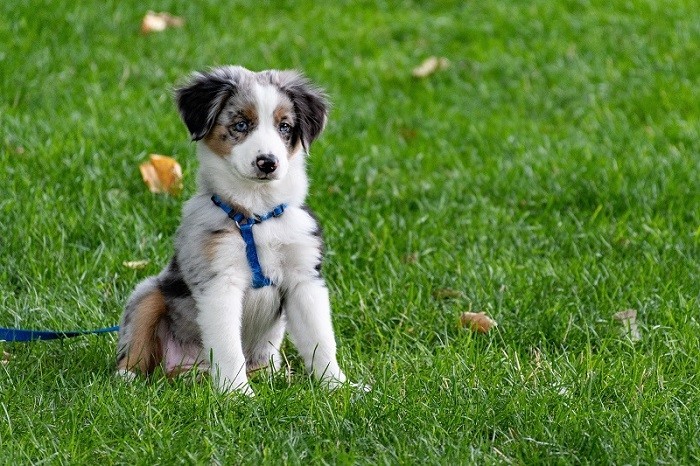 Sociedad canina de Valencia