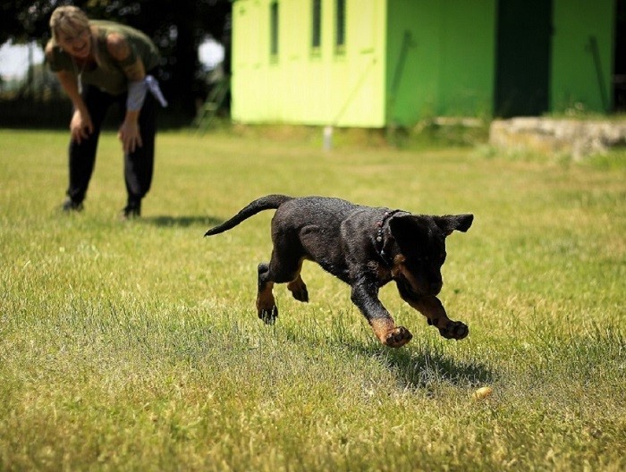 entrenamiento para perros